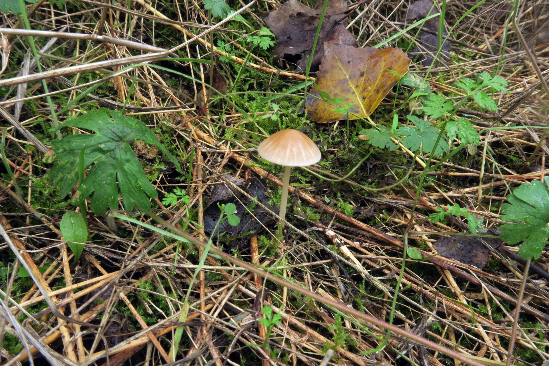 Psathyrella noli-tangere - 1 - IMG_2666